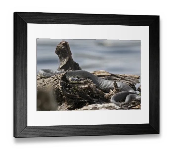 Framed Print : Grass snake (Natrix natrix), Emsland Framed Print : Grass snake (Natrix natrix), Emsland
