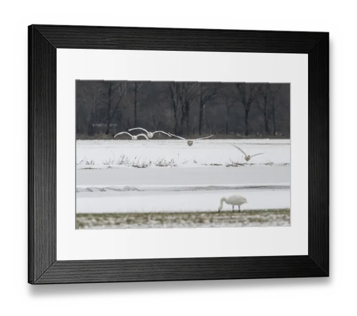 Framed Print : Mute swans (Cygnus olor), approaching