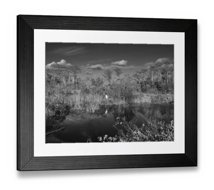 Framed Print : Water arm, Great Egret (Area Alba)