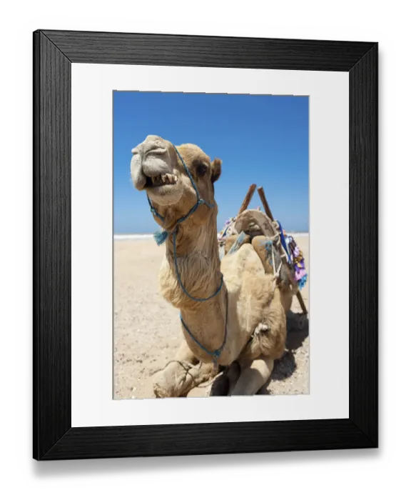 Framed Print : Dromedary (Camelus dromedarius)