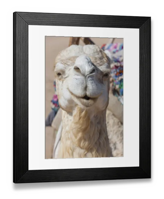 Framed Print : Dromedary (Camelus dromedarius)