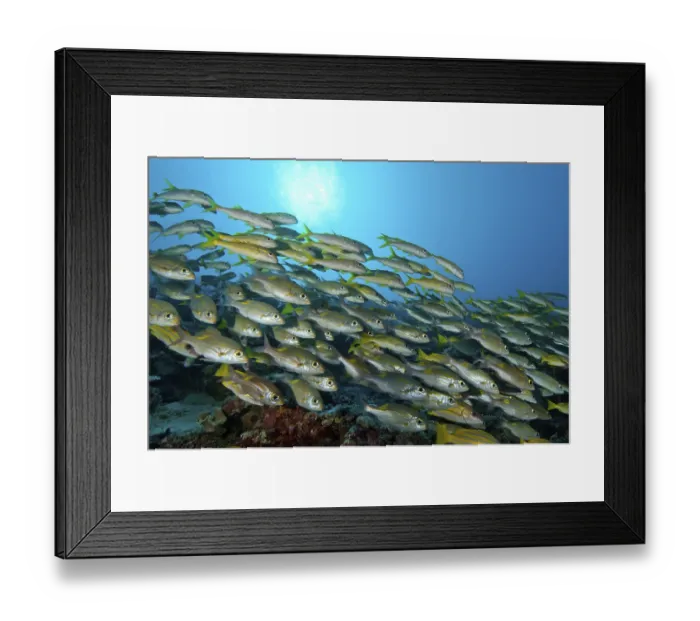 Framed Print : Shoal of fish with species of snapper (Lutjanus) Framed Print : Shoal of fish with species of snapper (Lutjanus)