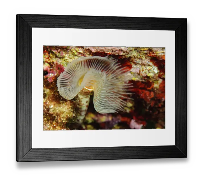 Framed Print : White lime tube worm, Smooth lime tube worm (Protula tubularia)