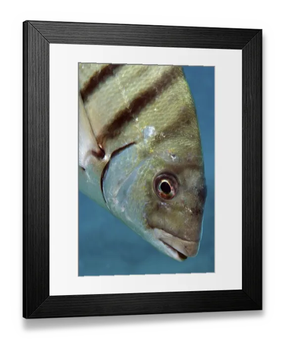 Framed Print : Close-up of head of large white seabream (Diplodus sargus)