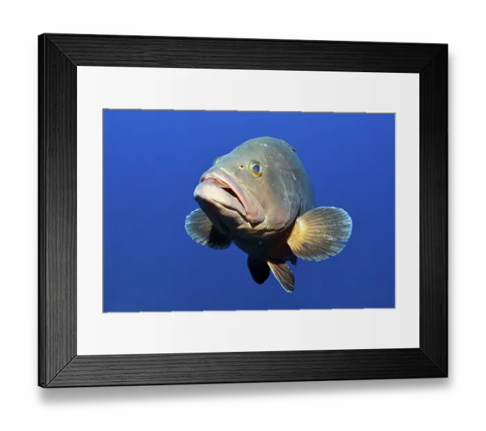 Framed Print : Dusky grouper (Epinephelus marginatus) spreads pectoral fins