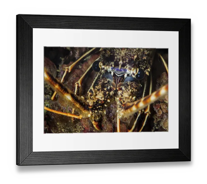 Framed Print : Extreme close-up of head portrait eyes of Common European spiny crayfish (Palinurus elephas)
