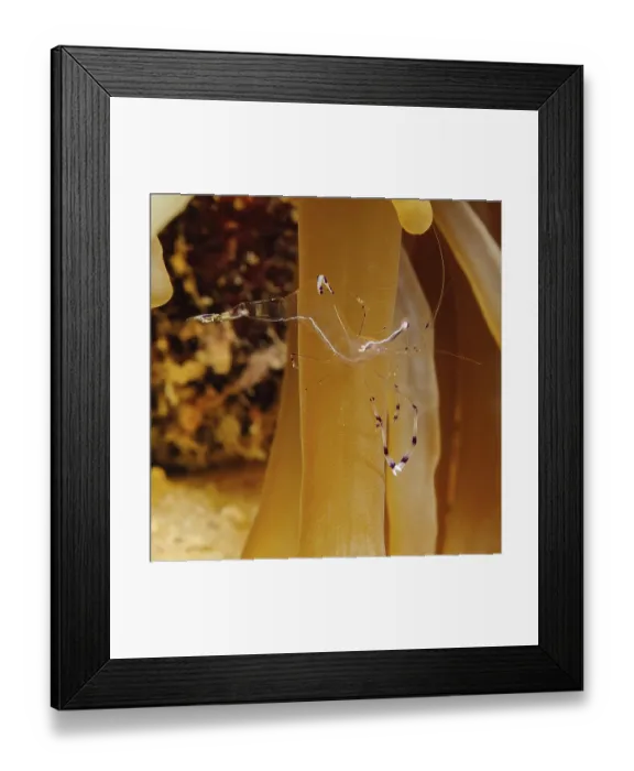 Framed Print : Ancylomenes longicarpus (Periclimenes longicarpus)