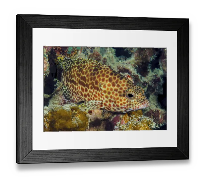 Framed Print : Underwater photo of weeping grouper (Ephinephelus guttatus) predator Red Hind