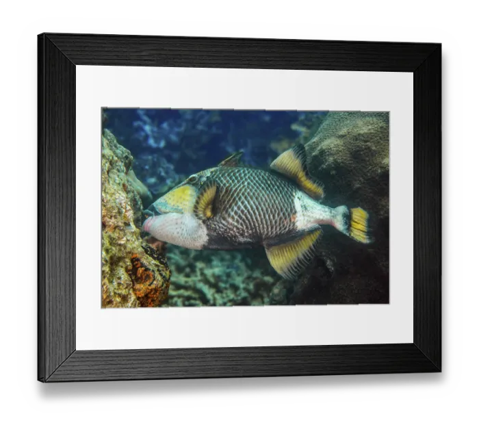Framed Print : Giant triggerfish (Balistoides viridescens) bites off corals with strong teeth Framed Print : Giant triggerfish (Balistoides viridescens) bites off corals with strong teeth