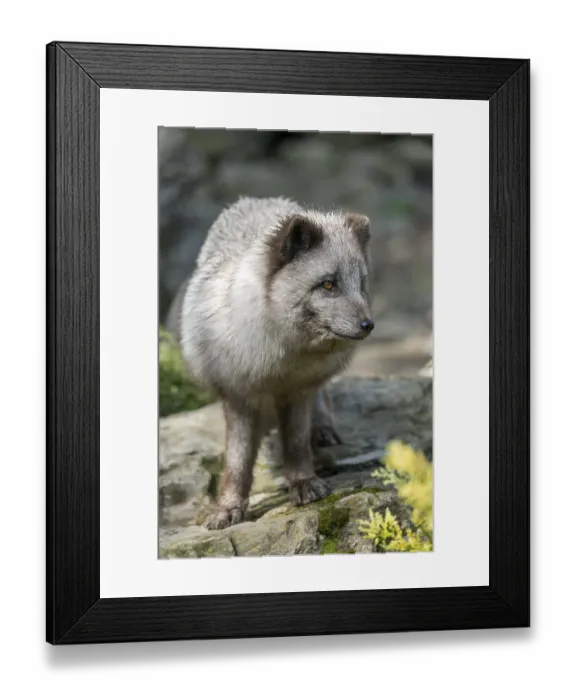 Framed Print : Arctic fox (Vulpes lagopus) or ice fox standing on a rock Framed Print : Arctic fox (Vulpes lagopus) or ice fox standing on a rock