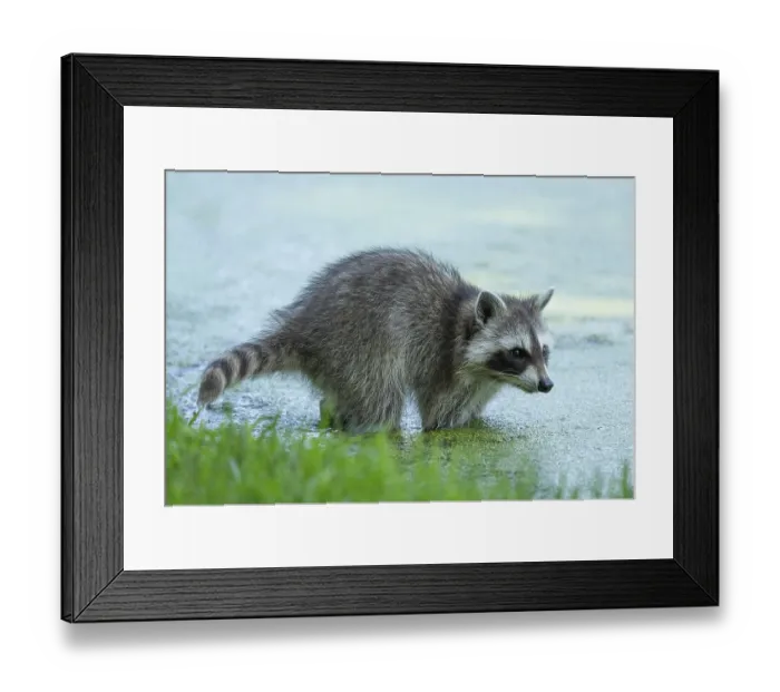 Framed Print : Raccoon (Procyon lotor) standing in water Framed Print : Raccoon (Procyon lotor) standing in water