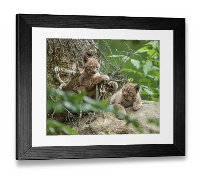 Framed Print : Eurasian lynx (Lynx lynx), two cubs