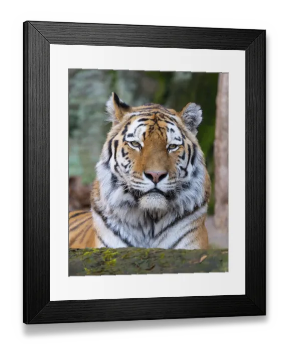 Framed Print : Siberian tiger (Panthera tigris altaica)