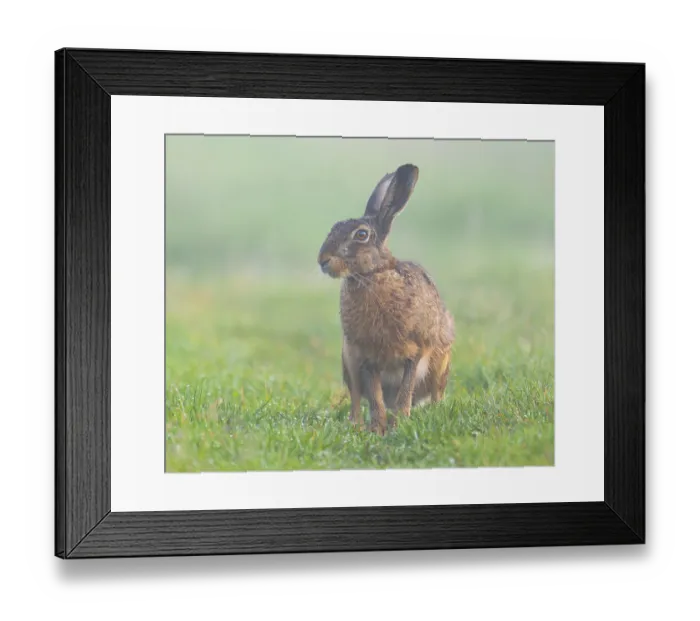 Framed Print : European hare (Lepus europaeus) sitting in a meadow