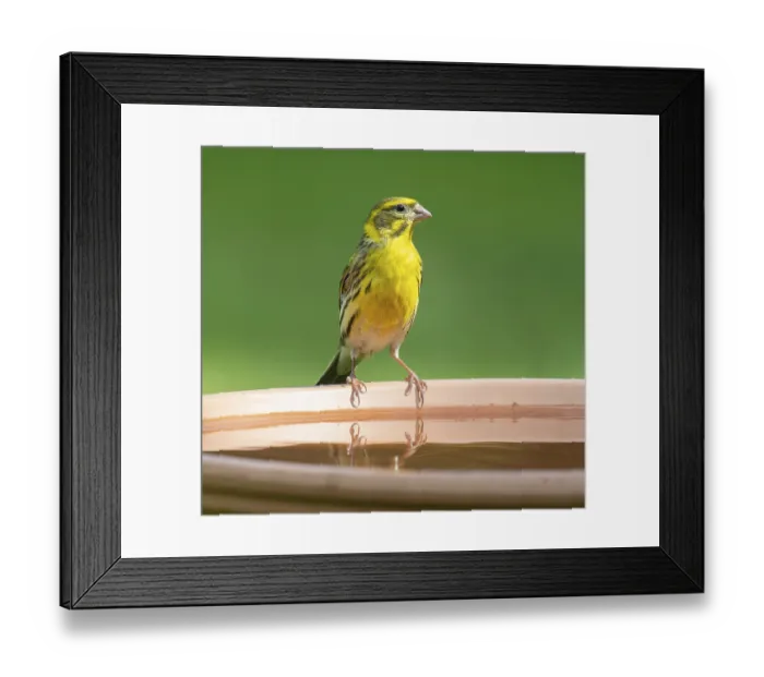 Framed Print : Serinus serinus (Serinus serinus) standing on a bird bath