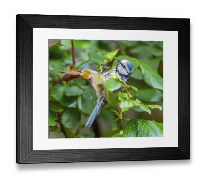 Framed Print : Blue tit (Cyanistes caeruleus) searching for food on rose leaves Aphids