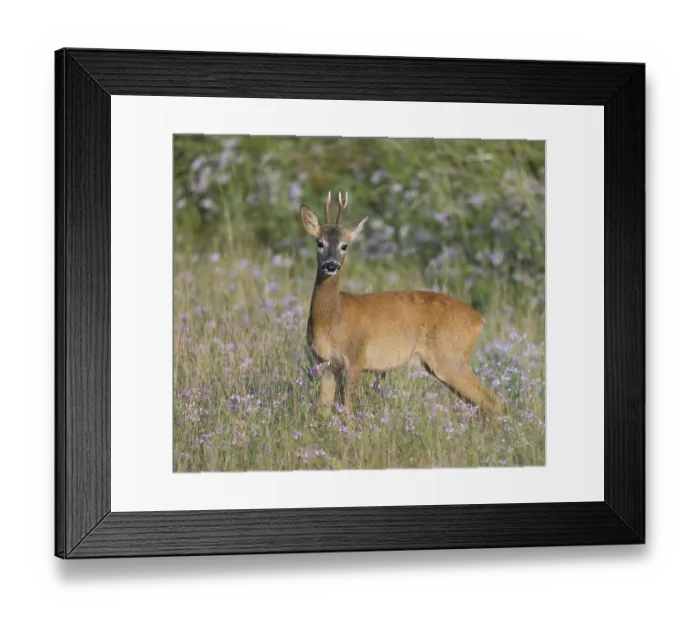 Framed Print : Roe deer (Capreolus capreolus)
