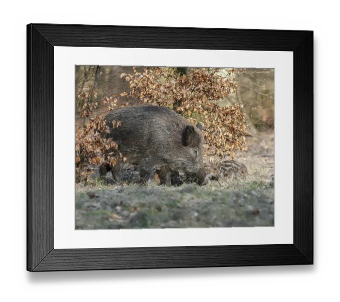 Framed Print : Wild boar, wild boar (Sus scrofa) Framed Print : Wild boar, wild boar (Sus scrofa)