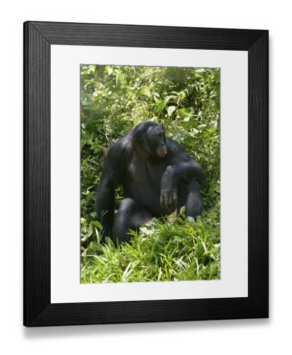 Framed Print : Bonobo (Pan paniscus), Lola ya Bonobo Sanctuary