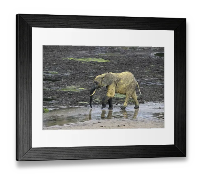 Framed Print : African forest elephant (Loxodonta cyclotis) in the Dzanga Bai forest clearing