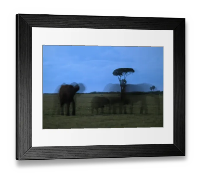 Framed Print : African forest elephants (Loxodonta cyclotis)
