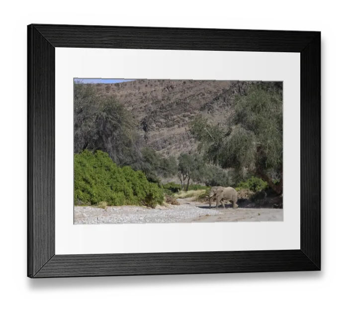 Framed Print : Desert elephant (Loxodonta africana) in the Hoanib dry river