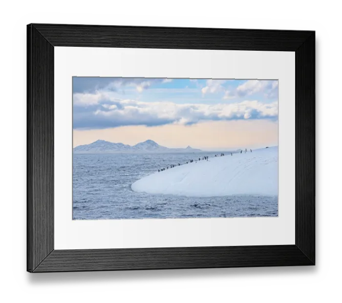 Framed Print : Gentoo penguins (Pygoscelis papua) on a floating iceberg Framed Print : Gentoo penguins (Pygoscelis papua) on a floating iceberg