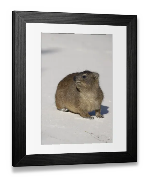 Framed Print : Hirax (Procavia capensis) on white sand Framed Print : Hirax (Procavia capensis) on white sand