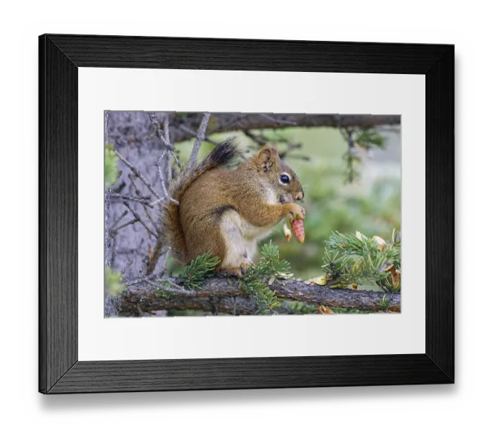 Framed Print : Common Canadian red squirrel (Tamiasciurus hudsonicus) sitting on a branch