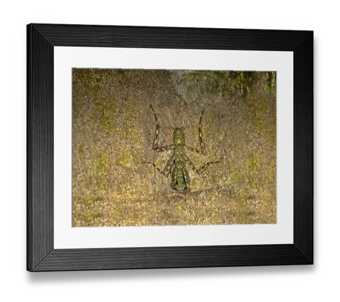Framed Print : Mantis species (Liturgusa sp), Tambopata Nature Reserve Framed Print : Mantis species (Liturgusa sp), Tambopata Nature Reserve