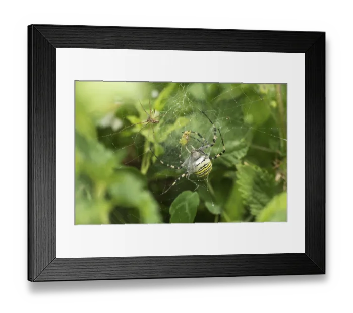 Framed Print : Canopy spider (Linyphia triangularis) lurking in the web of a wasp spider (Argiope bruennichi) to steal its prey