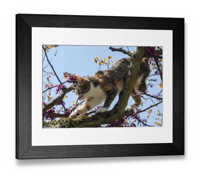 Framed Print : Cat (Felis catus), European shorthair