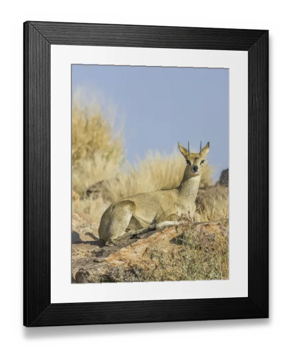 Framed Print : Klipspringer (Oreotragus), Augrabies Falls NP