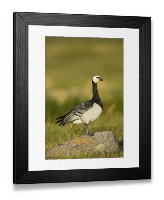 Framed Print : Barnacle Goose (Branta leucopsis) in meadow Framed Print : Barnacle Goose (Branta leucopsis) in meadow