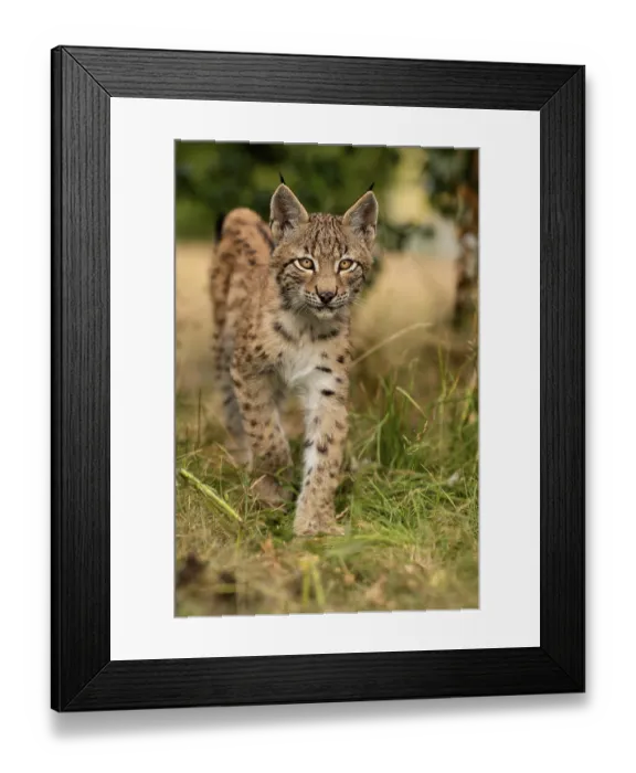 Framed Print : Lynx (Lynx lynx), young animal running Framed Print : Lynx (Lynx lynx), young animal running