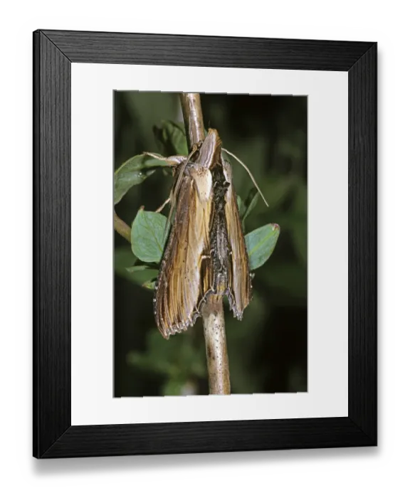 Framed Print : Water Betony (Cucullia scrophulariae)