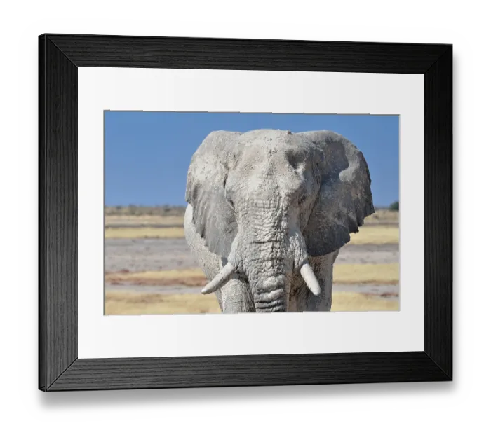 Framed Print : African Elephant (Loxodonta africana) Framed Print : African Elephant (Loxodonta africana)