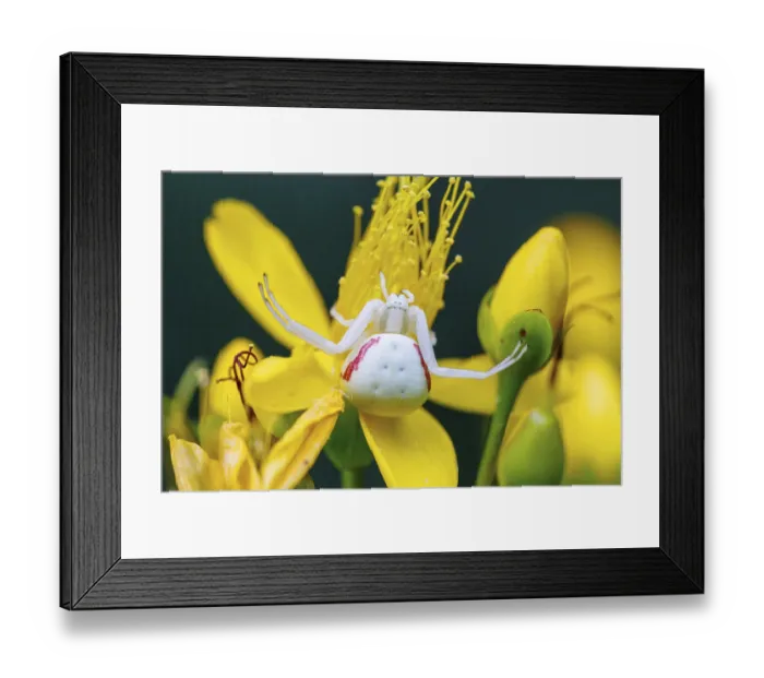 Framed Print : Goldenrod crab spider (Misumena vatia)