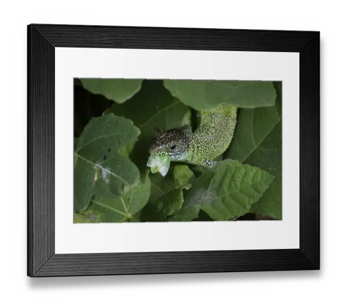 Framed Print : European green lizard (Lacerta viridis) with prey between leaves