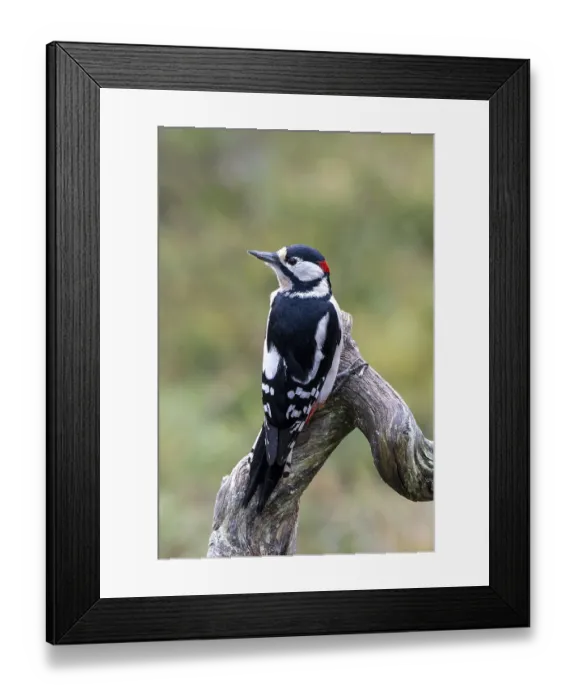 Framed Print : Great spotted woodpecker (Dendrocopos major) Framed Print : Great spotted woodpecker (Dendrocopos major)