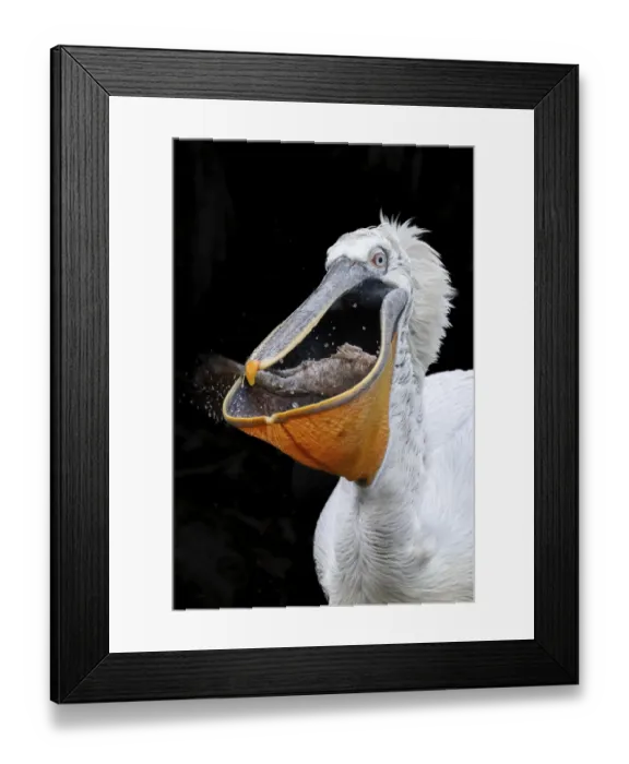 Framed Print : Dalmatian pelican (Pelecanus crispus) Framed Print : Dalmatian pelican (Pelecanus crispus)