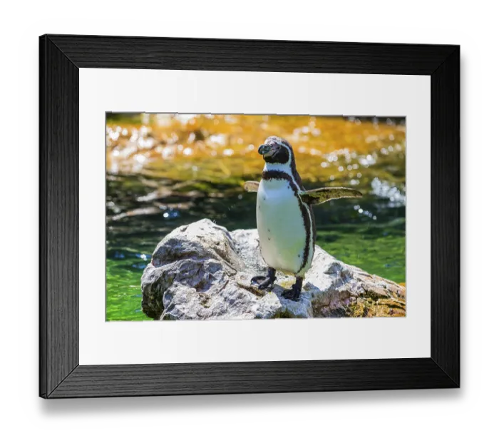 Framed Print : Northern rockhopper penguin (Eudyptes moseleyi) Framed Print : Northern rockhopper penguin (Eudyptes moseleyi)