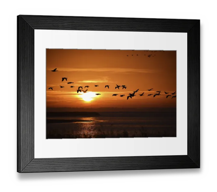 Framed Print : Common crane (Grus grus) flying at sunrise on the Darss