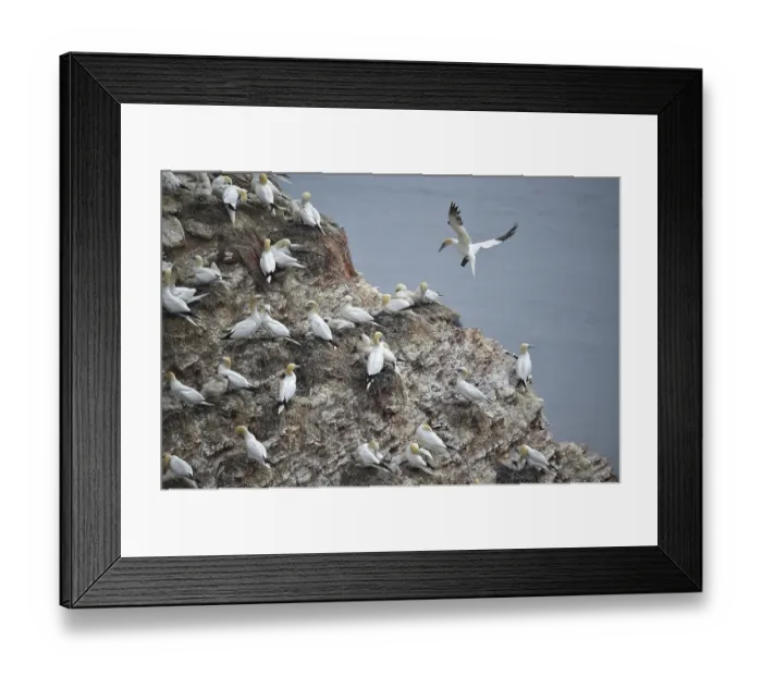 Framed Print : Northern gannet (Morus bassanus) breeding on the rock Lange Anna on Helgoland Framed Print : Northern gannet (Morus bassanus) breeding on the rock Lange Anna on Helgoland