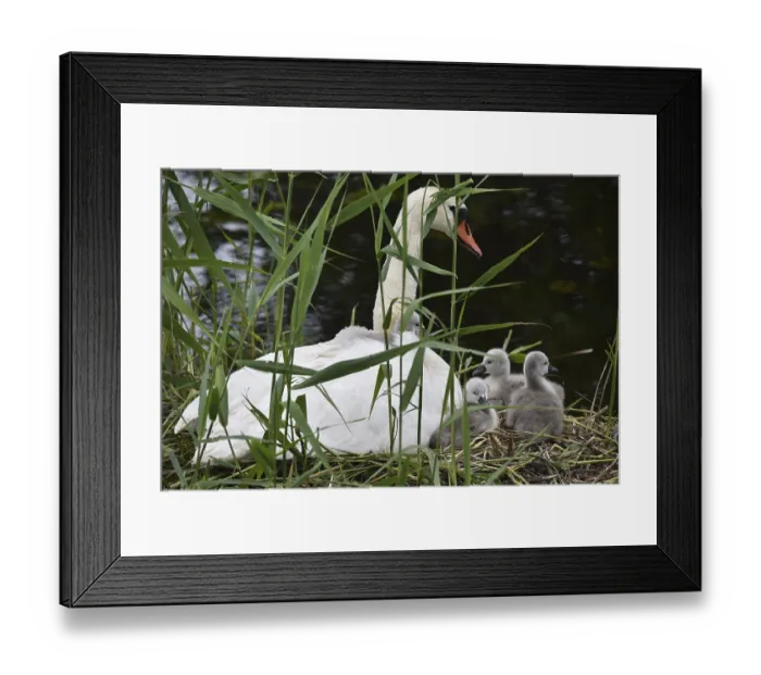 Framed Print : Mute swan (Cygnus olor) with offspring Framed Print : Mute swan (Cygnus olor) with offspring