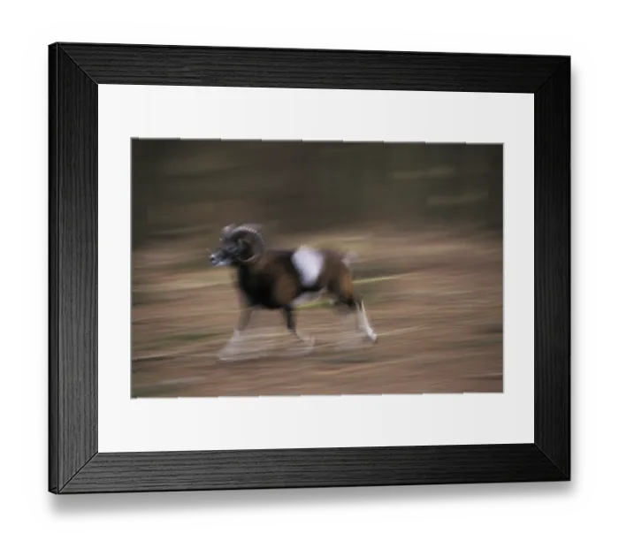Framed Print : European Mouflon Argali (Ovis ammon musimon) - running