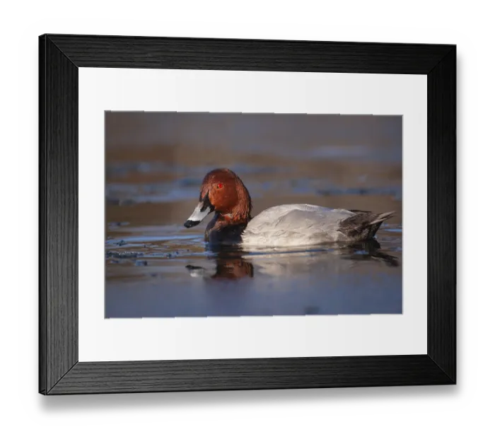 Framed Print : Common pochard (Aythya ferina) adult male bird on a lake