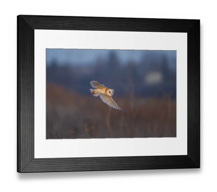 Framed Print : Barn owl (Tyto alba) adult bird in flight Framed Print : Barn owl (Tyto alba) adult bird in flight
