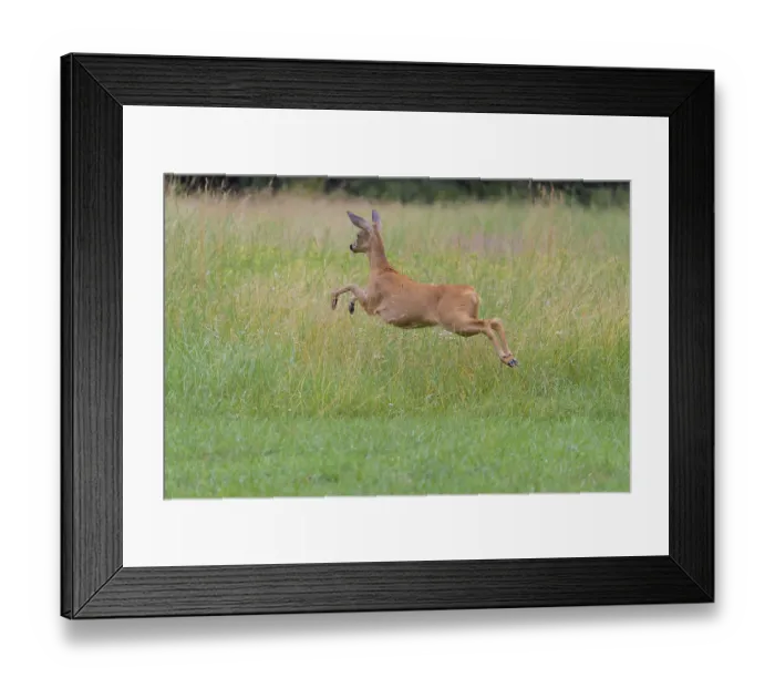 Framed Print : Roe Deer (Capreolus capreolus) Framed Print : Roe Deer (Capreolus capreolus)