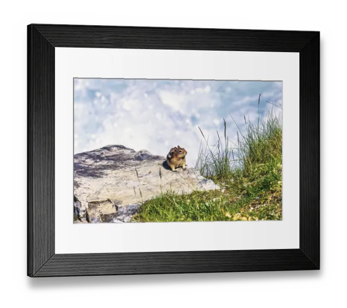 Framed Print : Golden mantled ground squirrel (Callospermophilus lateralis) on a rock by a stream